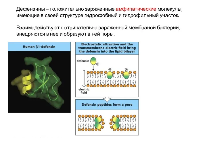 Дефензины – положительно заряженные амфипатические молекулы, имеющие в своей структуре гидрофобный