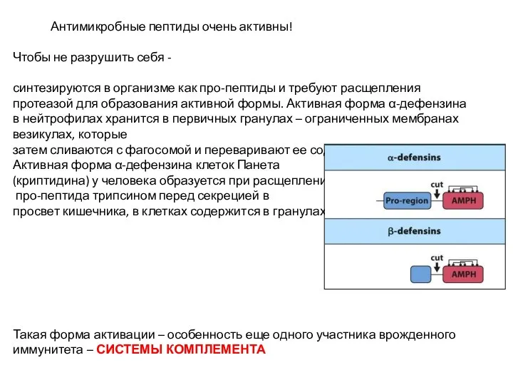 Антимикробные пептиды очень активны! Чтобы не разрушить себя - синтезируются в