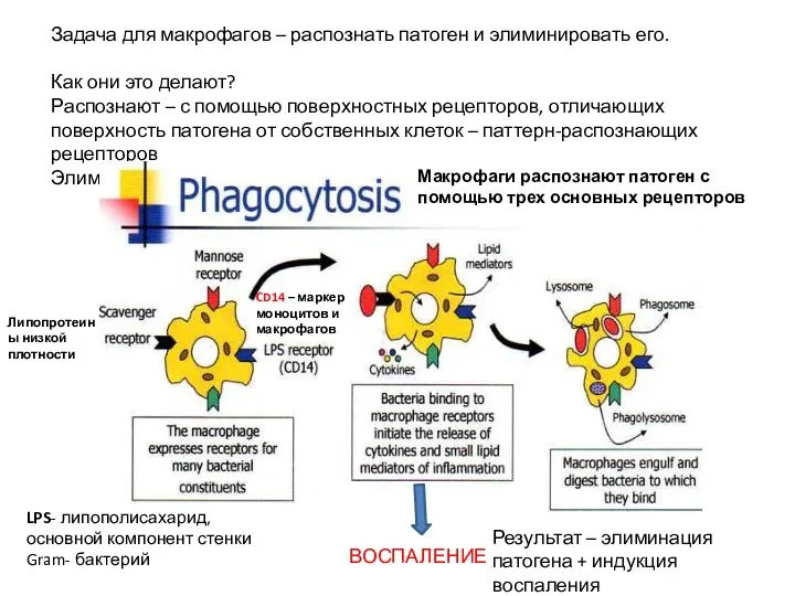 Задача для макрофагов – распознать патоген и элиминировать его. Как они