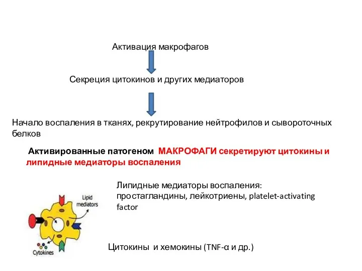 Активация макрофагов Секреция цитокинов и других медиаторов Начало воспаления в тканях,