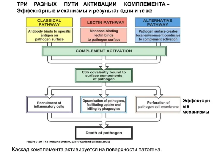 ТРИ РАЗНЫХ ПУТИ АКТИВАЦИИ КОМПЛЕМЕНТА – Эффекторные механизмы и результат одни