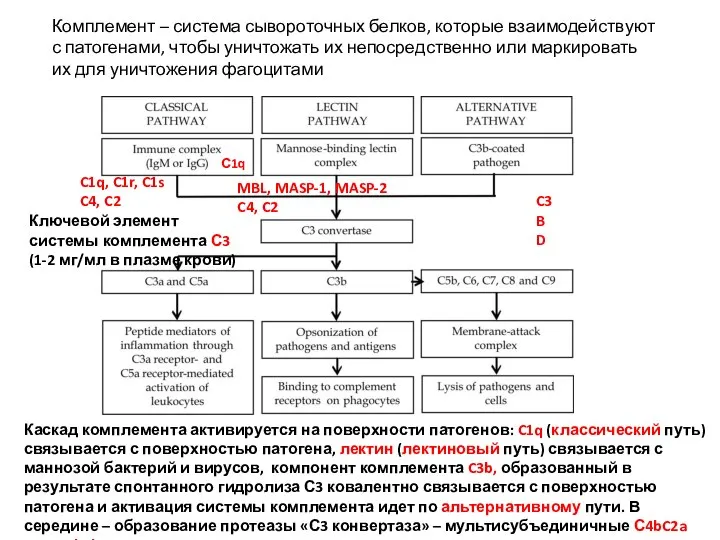 C1q, C1r, C1s C4, C2 MBL, MASP-1, MASP-2 C4, C2 C3