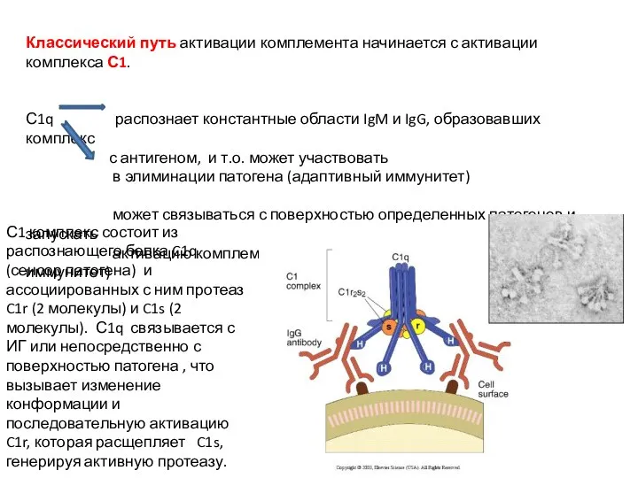 Классический путь активации комплемента начинается с активации комплекса С1. С1q распознает