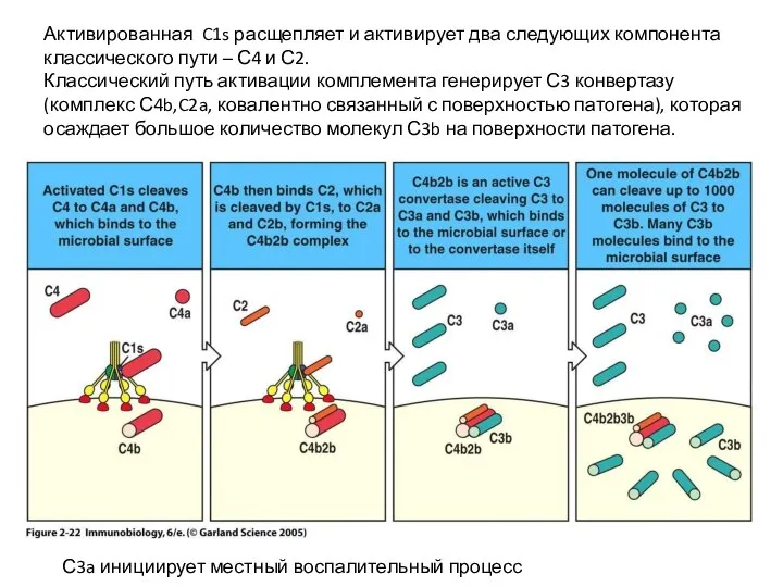 Активированная C1s расщепляет и активирует два следующих компонента классического пути –