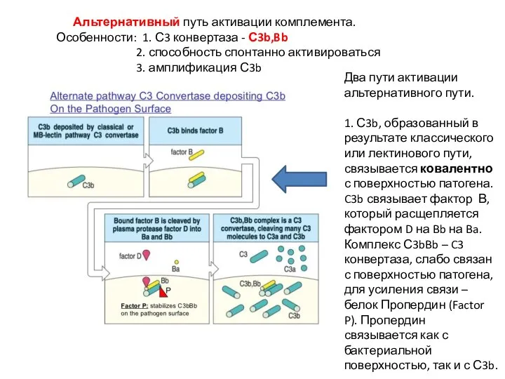 Альтернативный путь активации комплемента. Особенности: 1. С3 конвертаза - С3b,Bb 2.