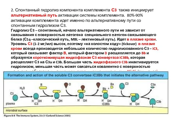 2. Спонтанный гидролиз компонента комплемента С3 также инициирует альтернативный путь активации