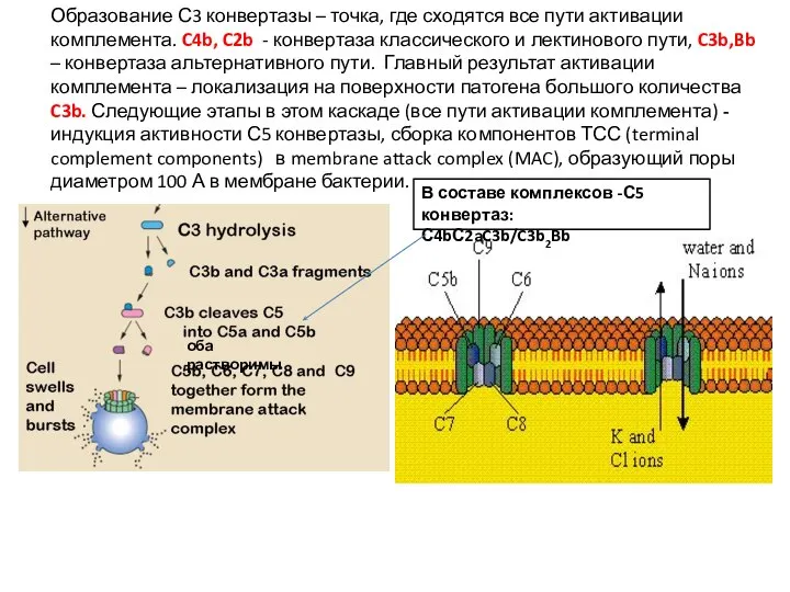 Образование С3 конвертазы – точка, где сходятся все пути активации комплемента.