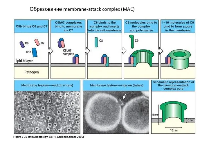 Образование membrane-attack complex (MAC)