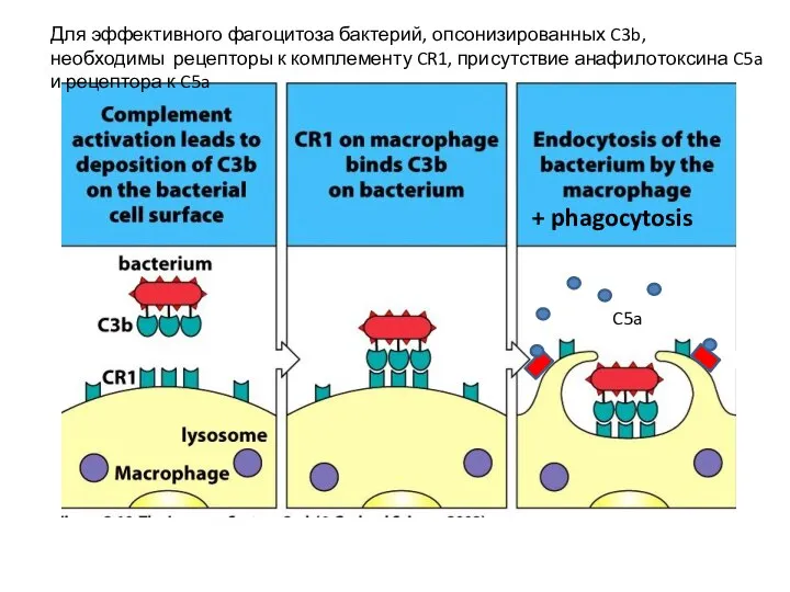 C5a Для эффективного фагоцитоза бактерий, опсонизированных C3b, необходимы рецепторы к комплементу