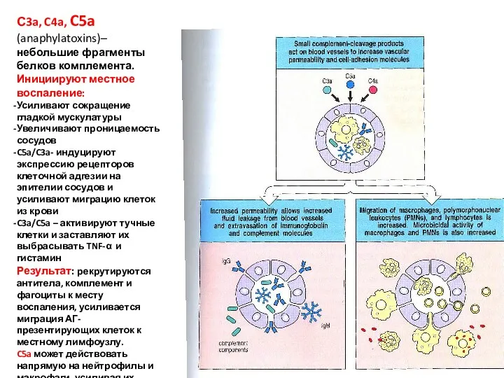 С3a, C4a, C5a (anaphylatoxins)– небольшие фрагменты белков комплемента. Инициируют местное воспаление: