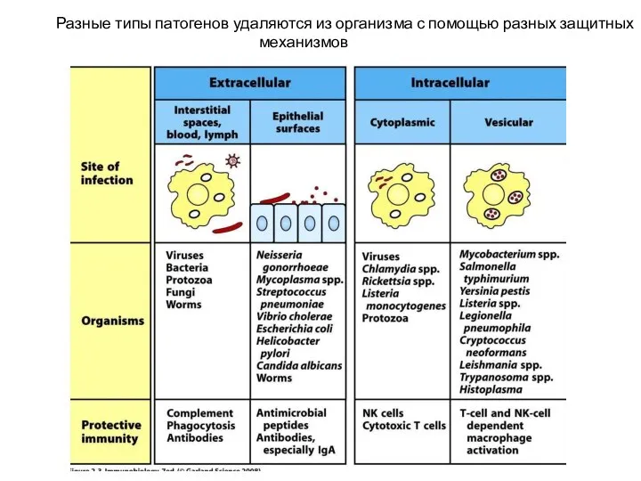 Разные типы патогенов удаляются из организма с помощью разных защитных механизмов