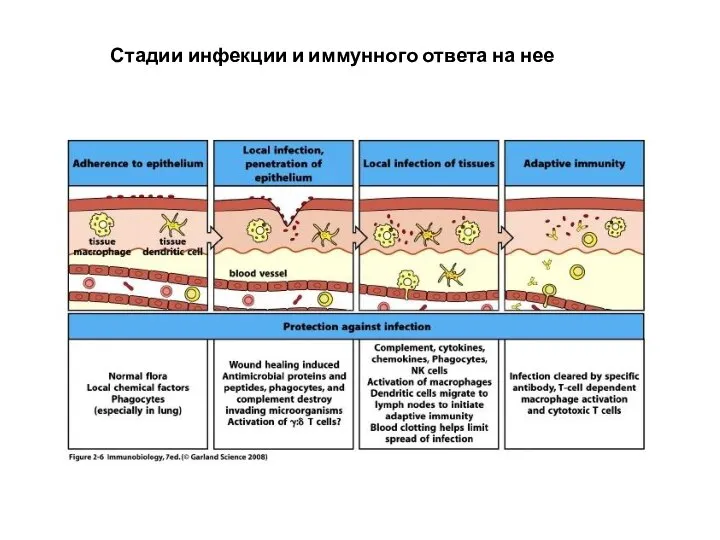 Стадии инфекции и иммунного ответа на нее