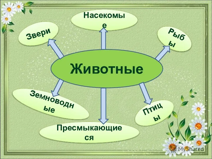 Животные Звери Насекомые Рыбы Птицы Пресмыкающиеся Земноводные