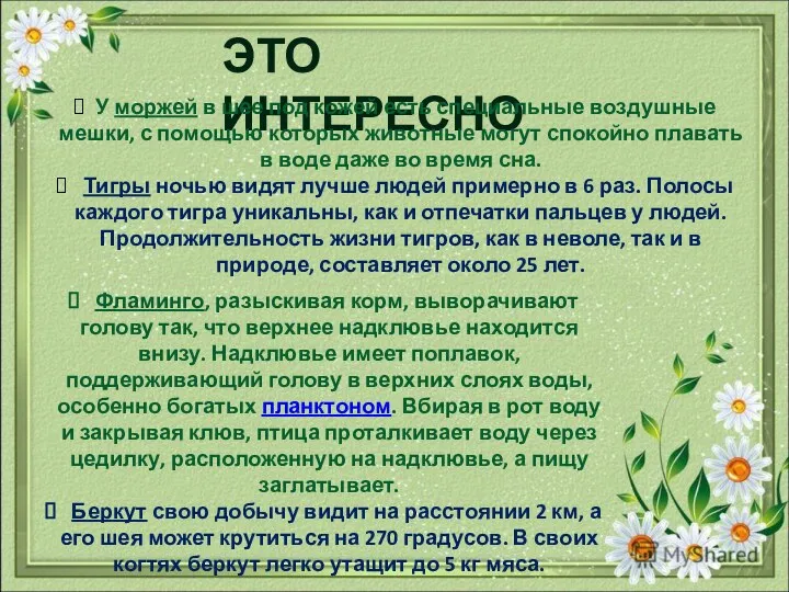 ЭТО ИНТЕРЕСНО У моржей в шее под кожей есть специальные воздушные