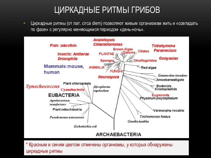 ЦИРКАДНЫЕ РИТМЫ ГРИБОВ Циркадные ритмы (от лат. circa diem) позволяют живым