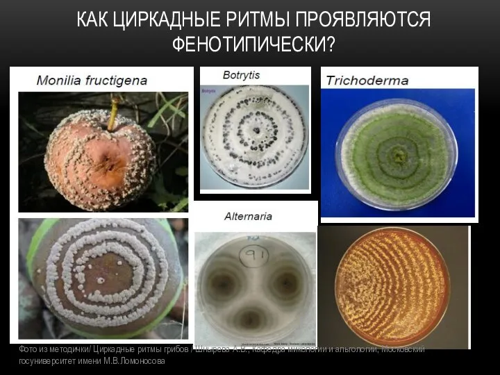 КАК ЦИРКАДНЫЕ РИТМЫ ПРОЯВЛЯЮТСЯ ФЕНОТИПИЧЕСКИ? Фото из методички/ Циркадные ритмы грибов