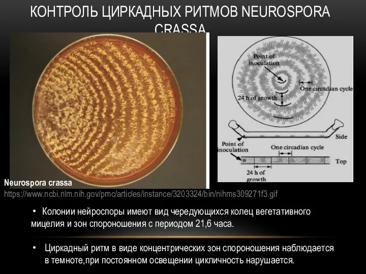 КОНТРОЛЬ ЦИРКАДНЫХ РИТМОВ NEUROSPORA CRASSA Колонии нейроспоры имеют вид чередующихся колец