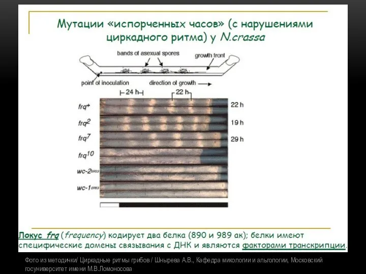 Фото из методички/ Циркадные ритмы грибов / Шнырева А.В., Кафедра микологии