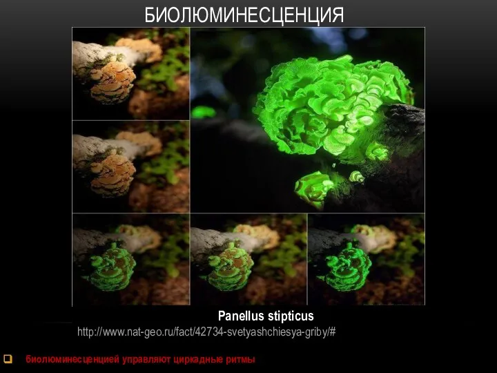 БИОЛЮМИНЕСЦЕНЦИЯ биолюминесценцией управляют циркадные ритмы Panellus stipticus http://www.nat-geo.ru/fact/42734-svetyashchiesya-griby/#
