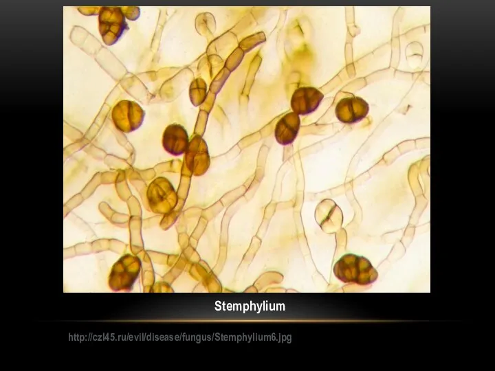 Stemphylium http://czl45.ru/evil/disease/fungus/Stemphylium6.jpg