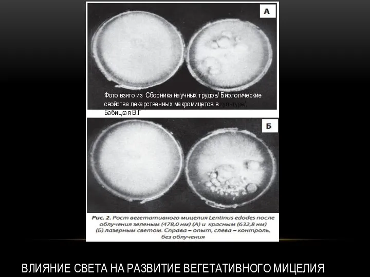 ВЛИЯНИЕ СВЕТА НА РАЗВИТИЕ ВЕГЕТАТИВНОГО МИЦЕЛИЯ Фото взято из Сборника научных