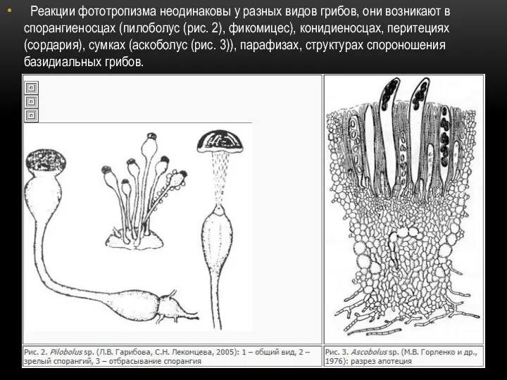 Реакции фототропизма неодинаковы у разных видов грибов, они возникают в спорангиеносцах