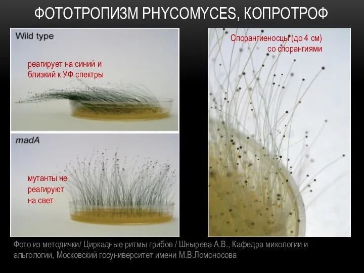 ФОТОТРОПИЗМ PHYCOMYCES, КОПРОТРОФ реагирует на синий и близкий к УФ спектры