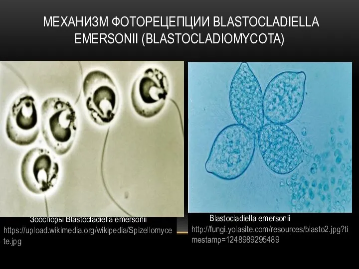 МЕХАНИЗМ ФОТОРЕЦЕПЦИИ BLASTOCLADIELLA EMERSONII (BLASTOCLADIOMYCOTA) Зооспоры Blastocladiella emersonii https://upload.wikimedia.org/wikipedia/Spizellomycete.jpg Blastocladiella emersonii http://fungi.yolasite.com/resources/blasto2.jpg?timestamp=1248989295489