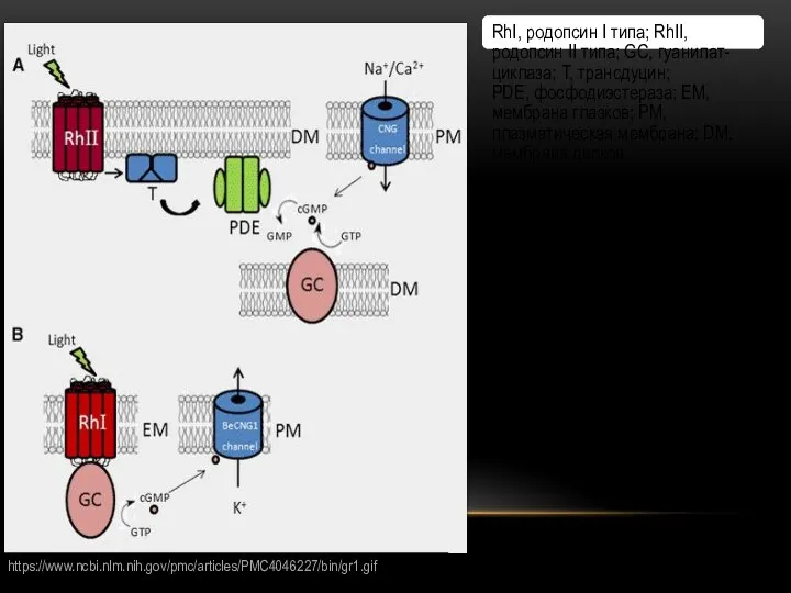 A – молекулярный механизм фоторецепции у позвоночных B – молекулярный механизм