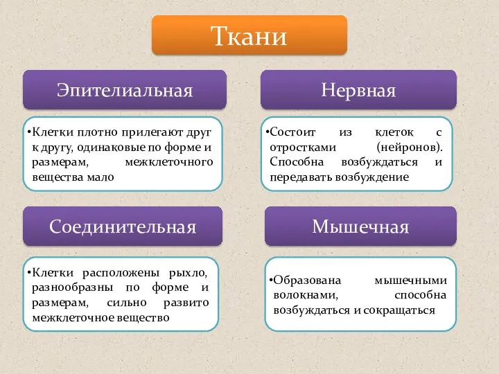 Ткани Эпителиальная Нервная Соединительная Мышечная Клетки плотно прилегают друг к другу,