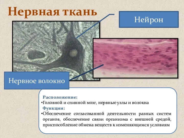 Нервная ткань Расположение: Головной и спинной мозг, нервные узлы и волокна