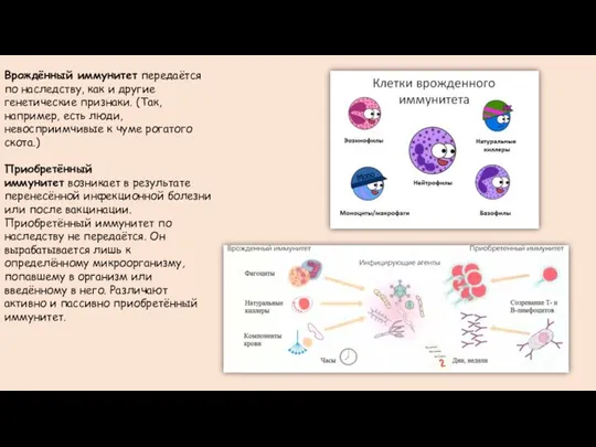 Врождённый иммунитет передаётся по наследству, как и другие генетические признаки. (Так,