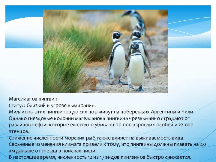 Магелланов пингвин Статус: близкий к угрозе вымирания. Миллионы этих пингвинов до
