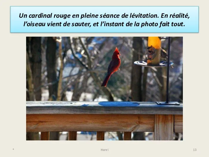 Un cardinal rouge en pleine séance de lévitation. En réalité, l’oiseau