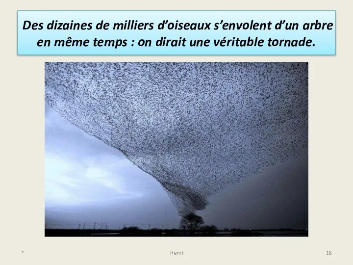 Des dizaines de milliers d’oiseaux s’envolent d’un arbre en même temps