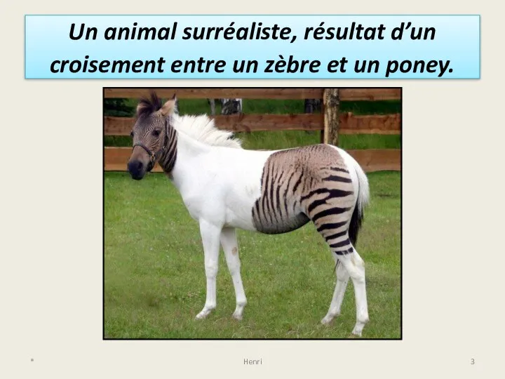 Un animal surréaliste, résultat d’un croisement entre un zèbre et un poney. * Henri