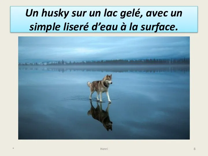 Un husky sur un lac gelé, avec un simple liseré d’eau à la surface. * Henri