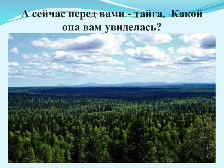 А сейчас перед вами - тайга. Какой она вам увиделась?