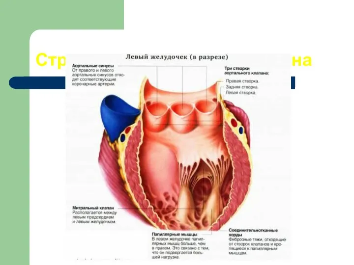 Строение аортального клапана