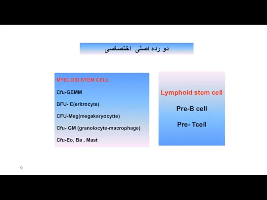 دو رده اصلی اختصاصی MYELOID STEM CELL Cfu-GEMM BFU- E(eritrocyte) CFU-Meg(megakaryocytte)