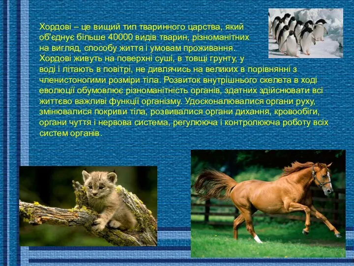 Хордові – це вищий тип тваринного царства, який об'єднує більше 40000