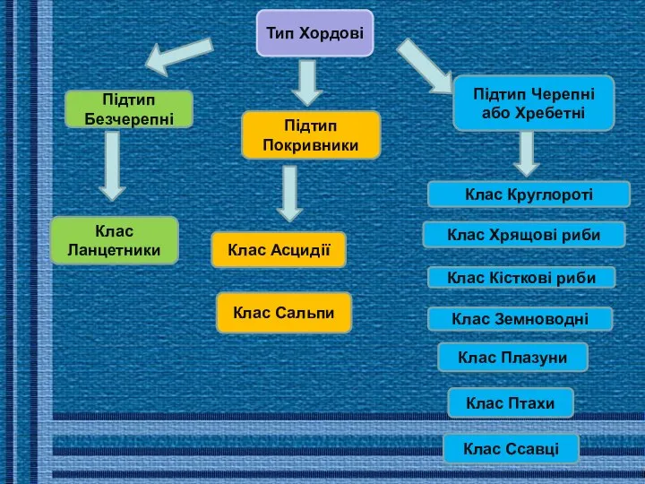 Клас Круглороті Підтип Черепні або Хребетні Клас Сальпи Клас Асцидії Підтип