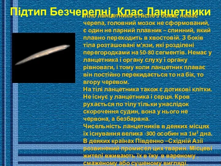 Підтип Безчерепні, Клас Ланцетники Тіло ланцетника стисле з боків, немає черепа,