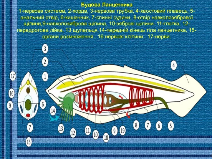 Будова Ланцетника 1-нервова система, 2-хорда, 3-нервова трубка, 4-хвостовий плавець, 5-анальний отвір,