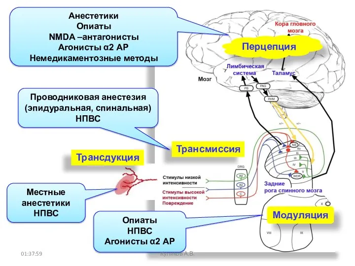 Трансмиссия Модуляция Перцепция Опиаты НПВС Агонисты α2 АР Проводниковая анестезия (эпидуральная,