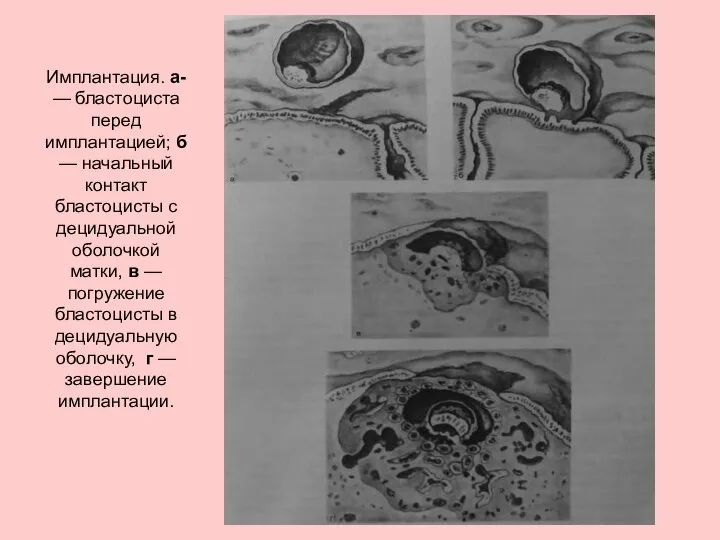 Имплантация. а- — бластоциста перед имплантацией; б — начальный контакт бластоцисты