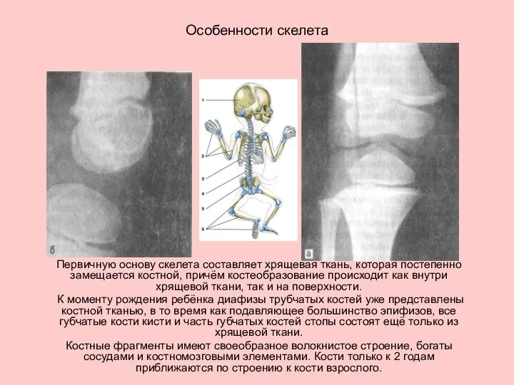 Особенности скелета Первичную основу скелета составляет хрящевая ткань, которая постепенно замещается