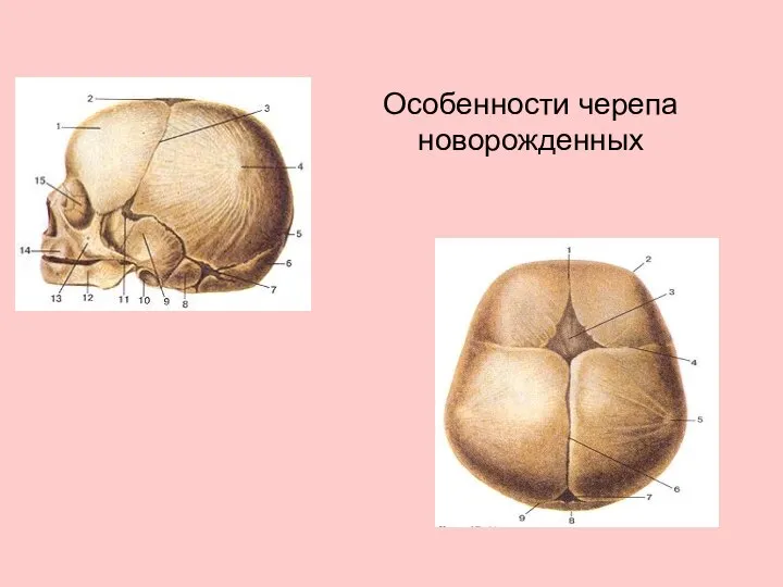 Особенности черепа новорожденных