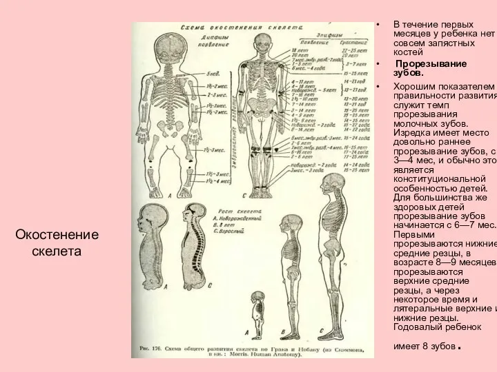 Окостенение скелета В течение первых месяцев у ребенка нет совсем запястных