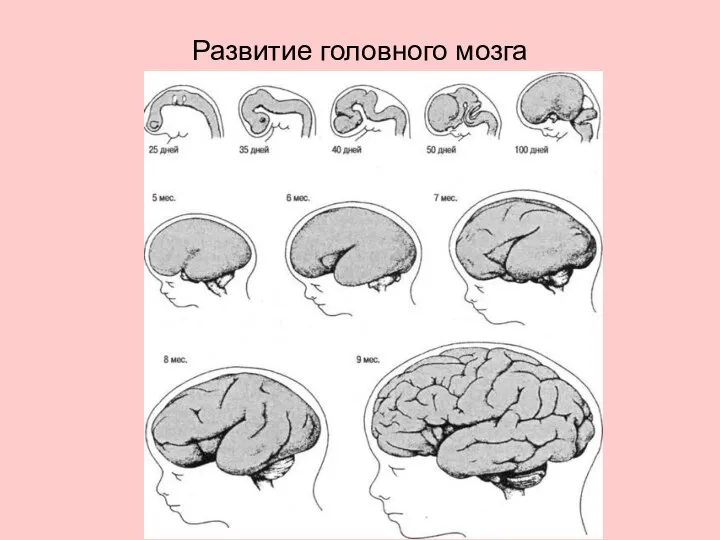 Развитие головного мозга